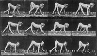 muybridge paralysis.jpg