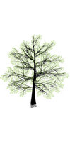 spring-and-winter-tree-vector-17968.jpg