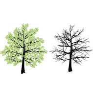 spring-and-winter-tree-vector-17968-1.jpg