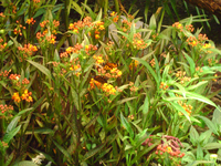 butterflies1.png