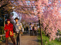 frank-carter-people-walking-under-roof-of-pink-cherry-blossoms-kyoto-japan.jpg
