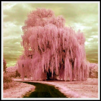infrared_pink_sillystring_tree_by_la_vita_a_bella-d30nght-1.jpg