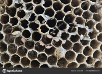 depositphotos_322212998-stock-photo-paper-wasp-nest-macro-image.jpg