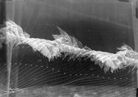 Etienne-Jules Marey-Bird-Flight.jpg