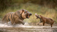 ucsbmat255_an_hippo_throwing_a_ball_1_a_tiger_catching_a_ball_9810b4f7-178b-4ef6-9bbf-5af69983c81b_2.png