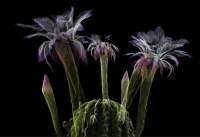 FRAMERATE Desert Pulse2.png