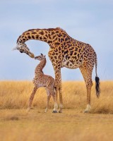 GiraffeOriginal.jpg