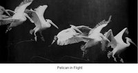 Pelican in Flight.jpg